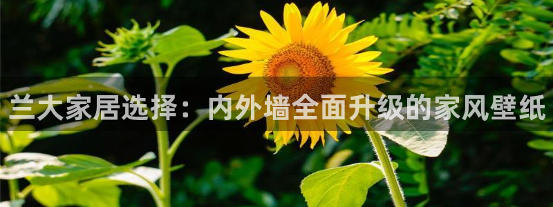 ag和记app：兰大家居选择：内外墙全面升级的家风壁纸